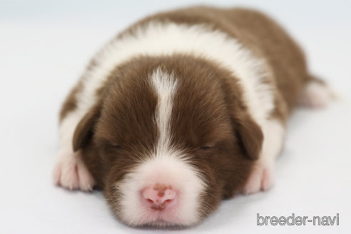 成約済の神奈川県のボーダーコリー-335189の4枚目